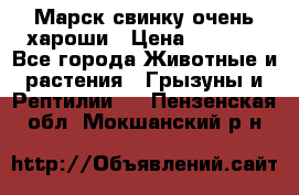 Марск свинку очень хароши › Цена ­ 2 000 - Все города Животные и растения » Грызуны и Рептилии   . Пензенская обл.,Мокшанский р-н